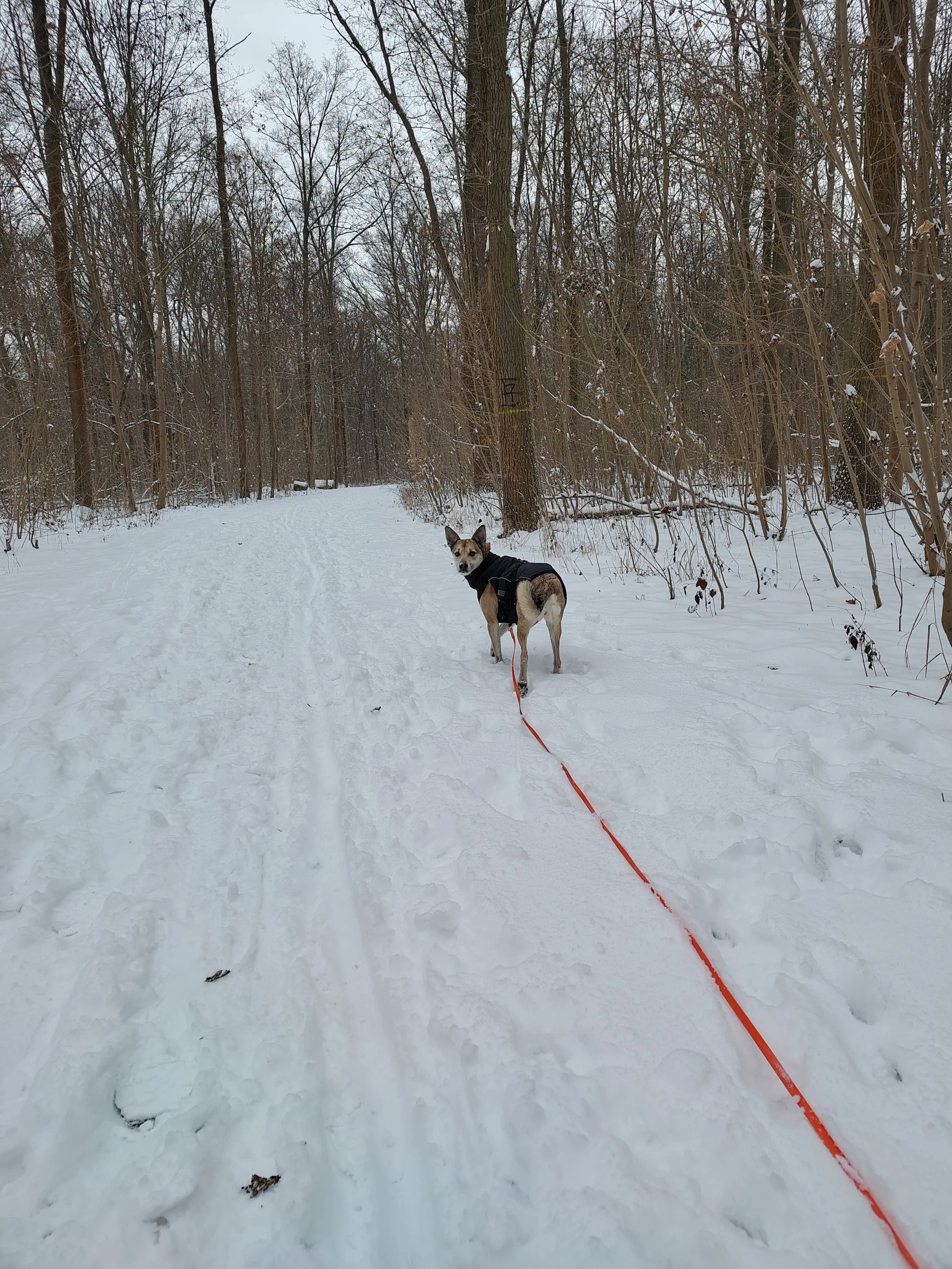 Ein Hund, bekleidet mit einem schwarzen Hundemantel, steht auf einem verschneiten Waldweg, angeleint mit einer orangefarbenen Schleppleine, in einem winterlichen, bewaldeten Gebiet.