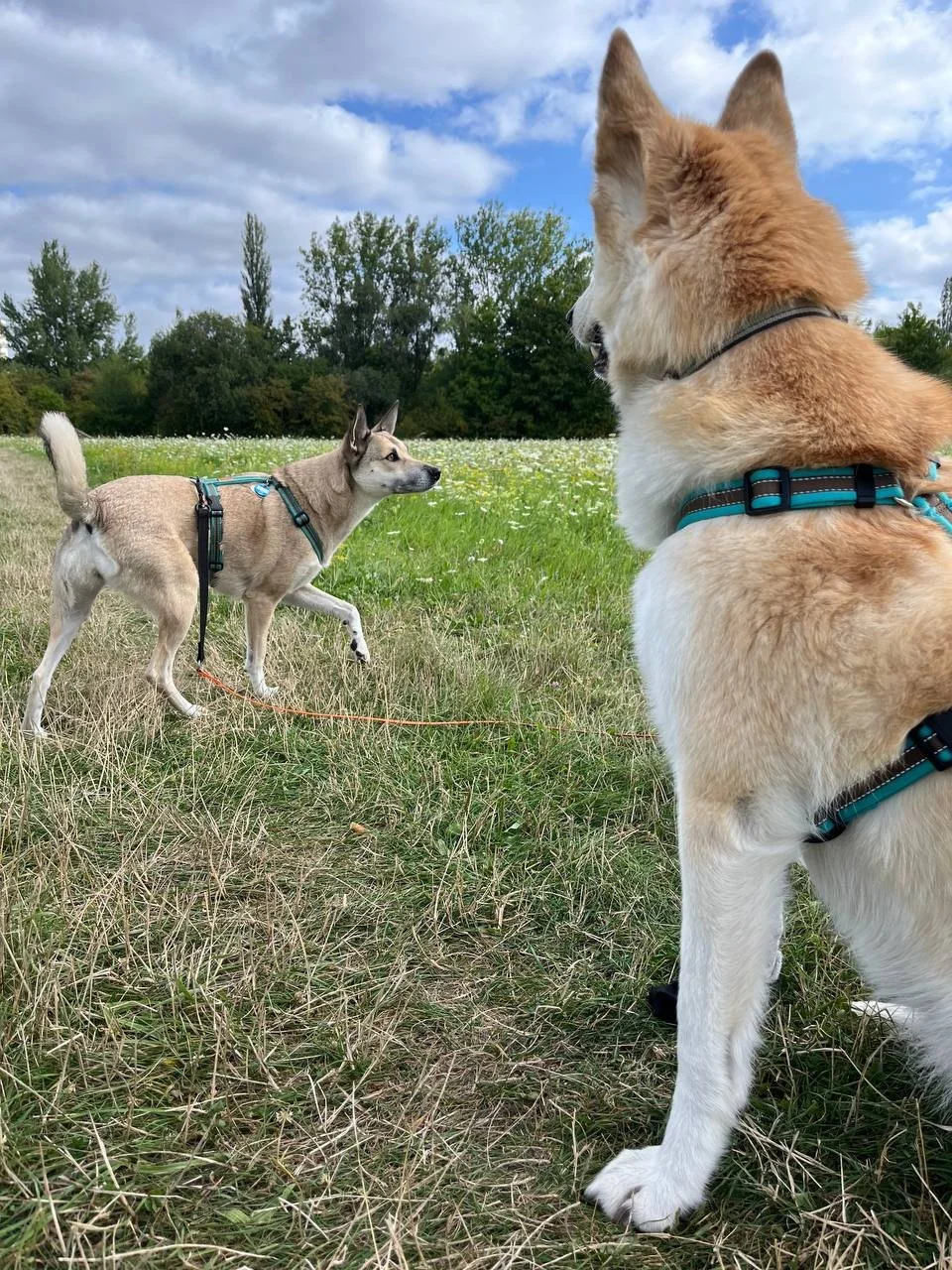 Zwei Hunde auf einer Wiese im Freien beim gemeinsamen Social Walk in kleiner Gruppe. Der eine Hund beobachtet den anderen mit Abstand, während der andere die Umgebung erkundet.