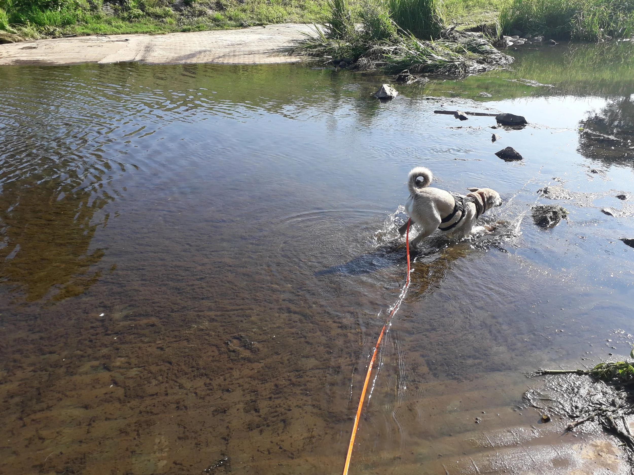 Ein Hund rennt freudig und dynamisch durch das flache Wasser eines Flusses, sodass Wasser aufspritzt.