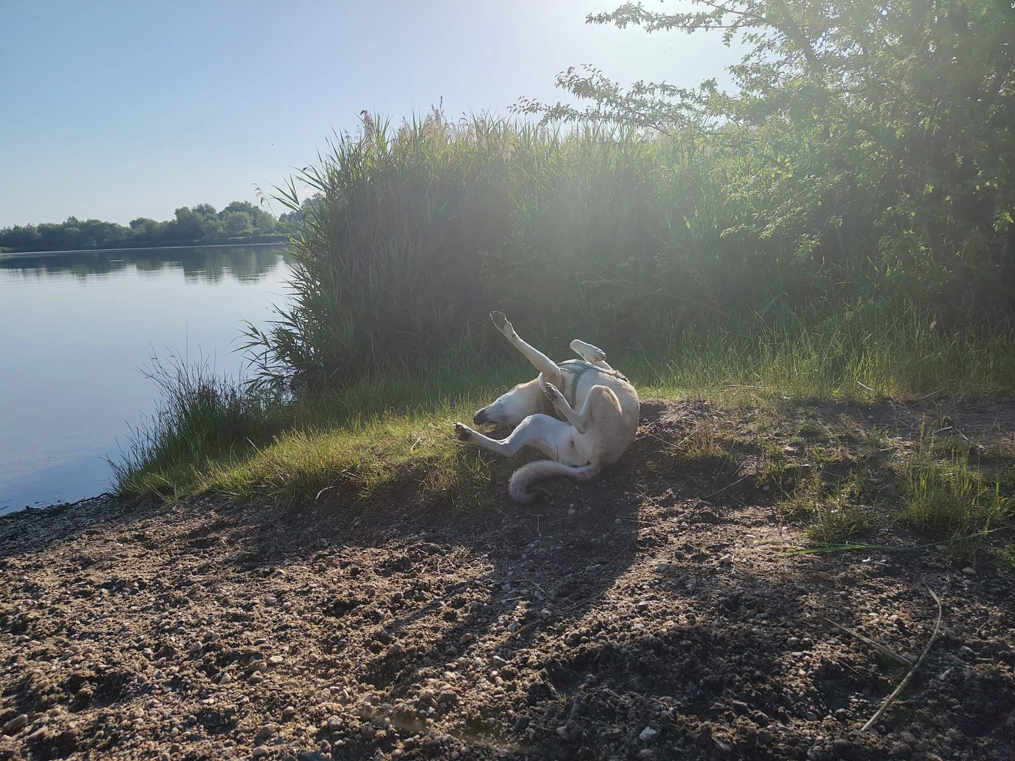 Ein Hund wälzt sich genüsslich mit dem Rücken auf dem Boden am Ufer eines Sees, umgeben von Gras und Büschen, im Sonnenlicht.