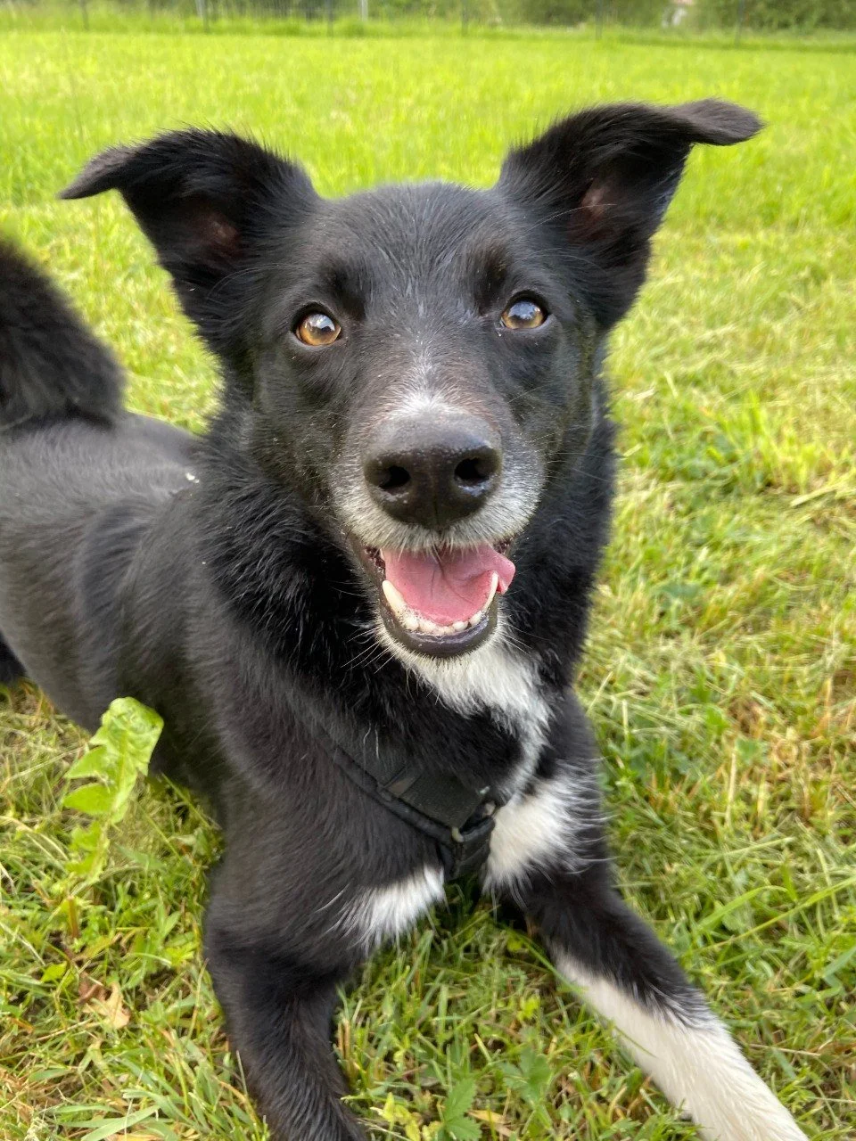 Ein schwarzer Hund mit weißen Abzeichen liegt auf einer grünen Wiese und schaut in die Kamera, mit offenem Maul und fröhlichem Ausdruck.