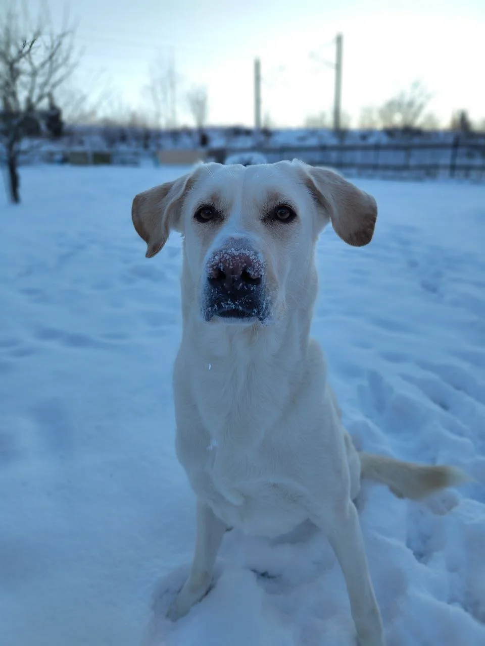 Ein Hund sitzt im Schnee, mit Schneekristallen auf der Nase, im Hintergrund sind Bäume und ein Zaun sichtbar. Der Hund schaut aufmerksam in die Kamera.