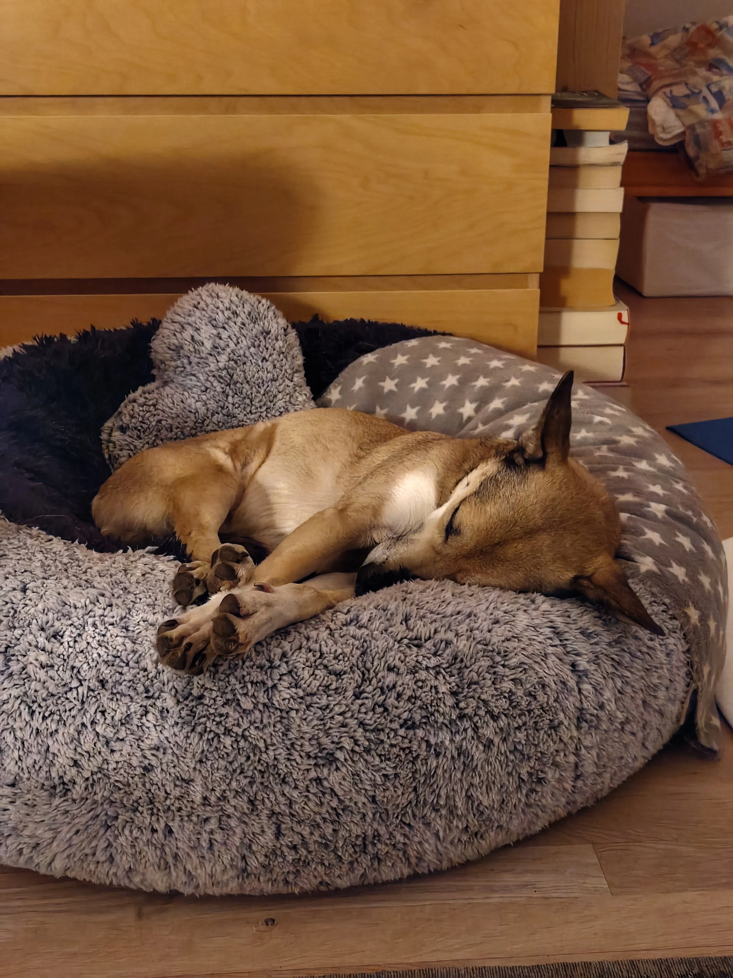 Ein Hund schläft in einem weichen, grauen, kuscheligen Hundebett in der Wohnung. Er hat die Pfoten entspannt von sich gestreckt.