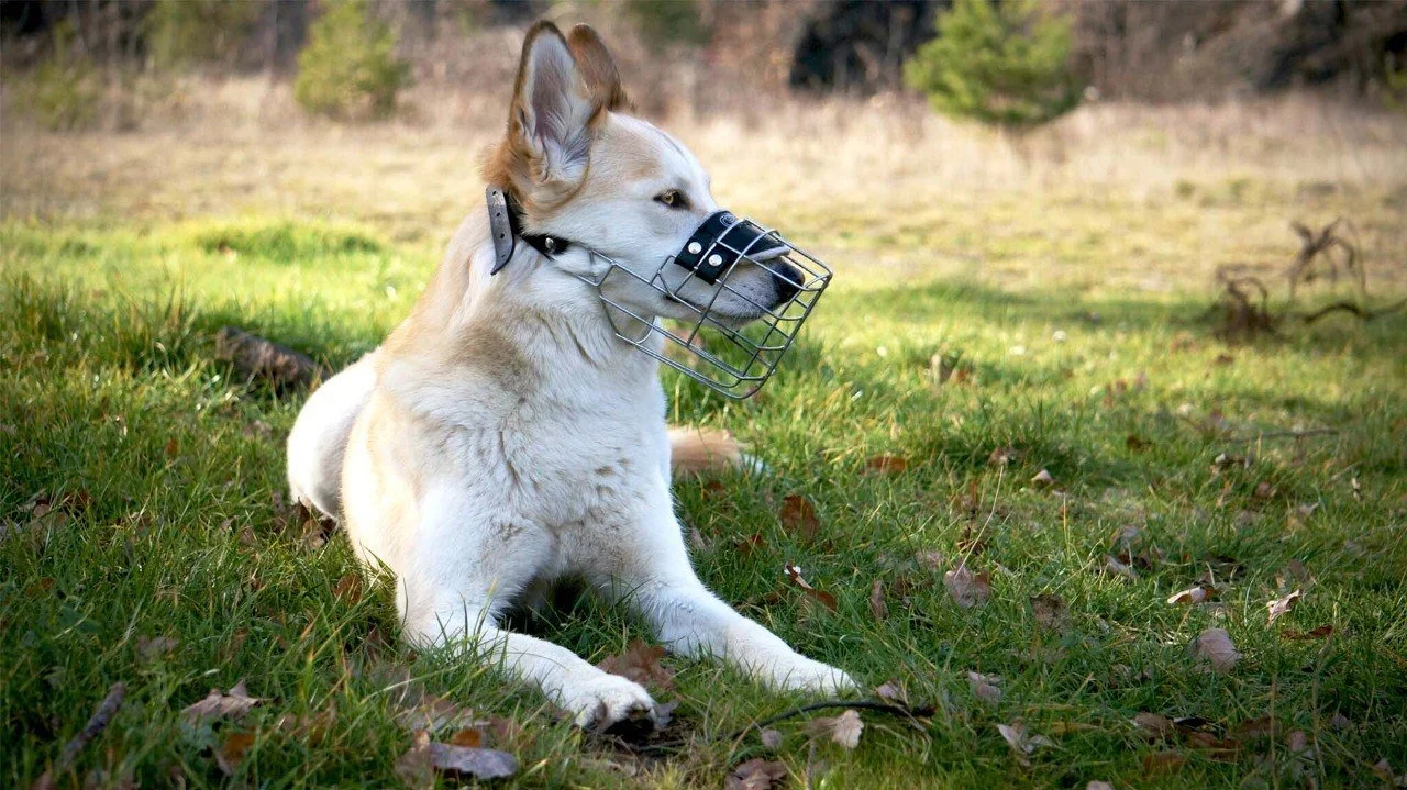 Ein Hund mit einem Drahtmaulkorb liegt im Gras und schaut zur Seite.