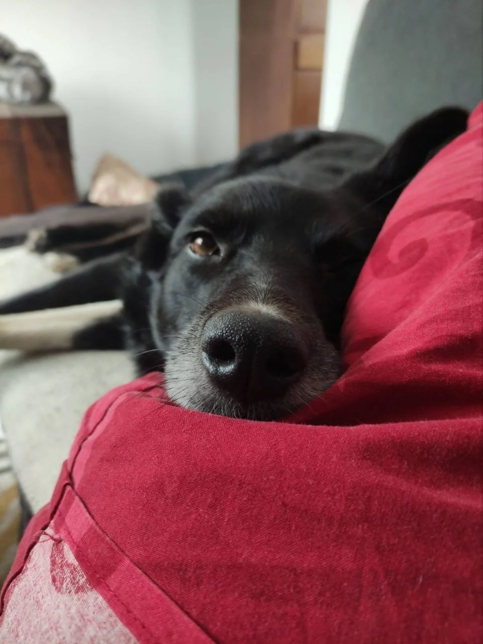 Ein schwarzer Hund liegt entspannt auf einem roten Kissen, mit Blick in die Kamera.