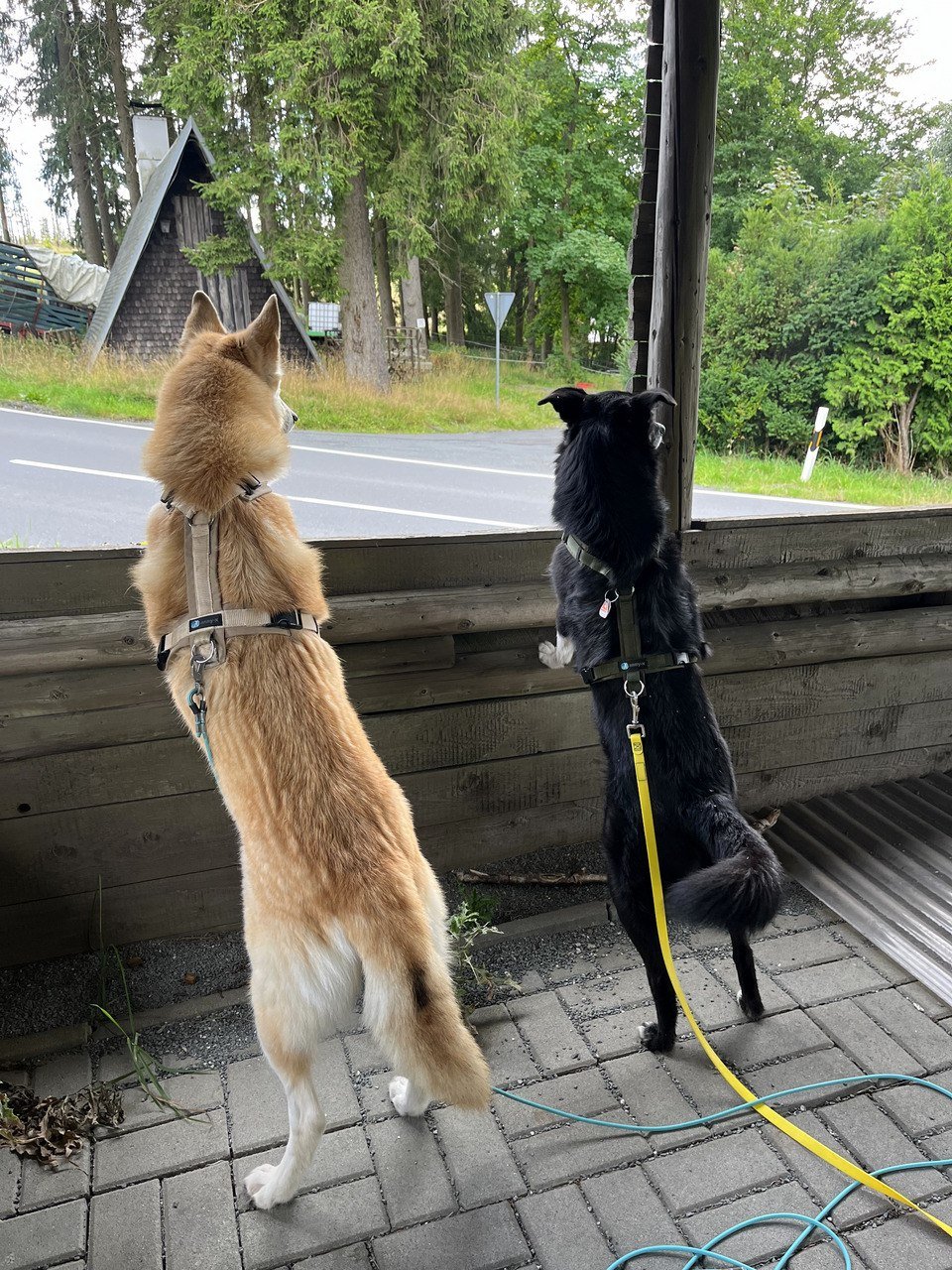 Ein brauner und ein schwarzer Hund stehen draußen, die Vorderpfoten auf eine kleine Holzwand gestützt, und schauen in die Ferne.