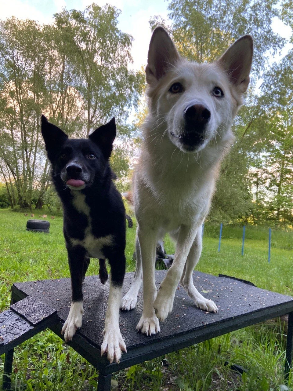Zwei Hunde stehen auf einer erhöhten Plattform im Freien, umgeben von Gras und Bäumen, und recken die Köpfe neugierig in Richtung Kamera.
