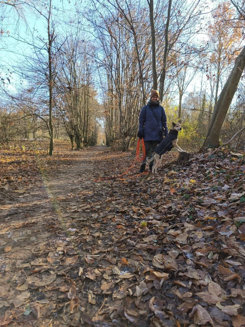 Rebekka Fuchs mit ihrer Hündin Lupa beim Spazieren im Herbstwald, laubbedeckter Weg, kahl werdende Bäume, blauer Himmel.
