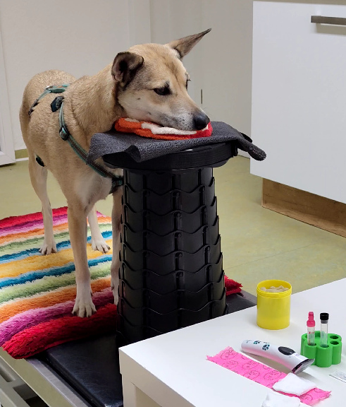 Medical Training: Hund legt sein Kinn auf einer Kopfstütze ab – Kooperationssignal vor einer Blutentnahme in der tierärztlichen Praxis.