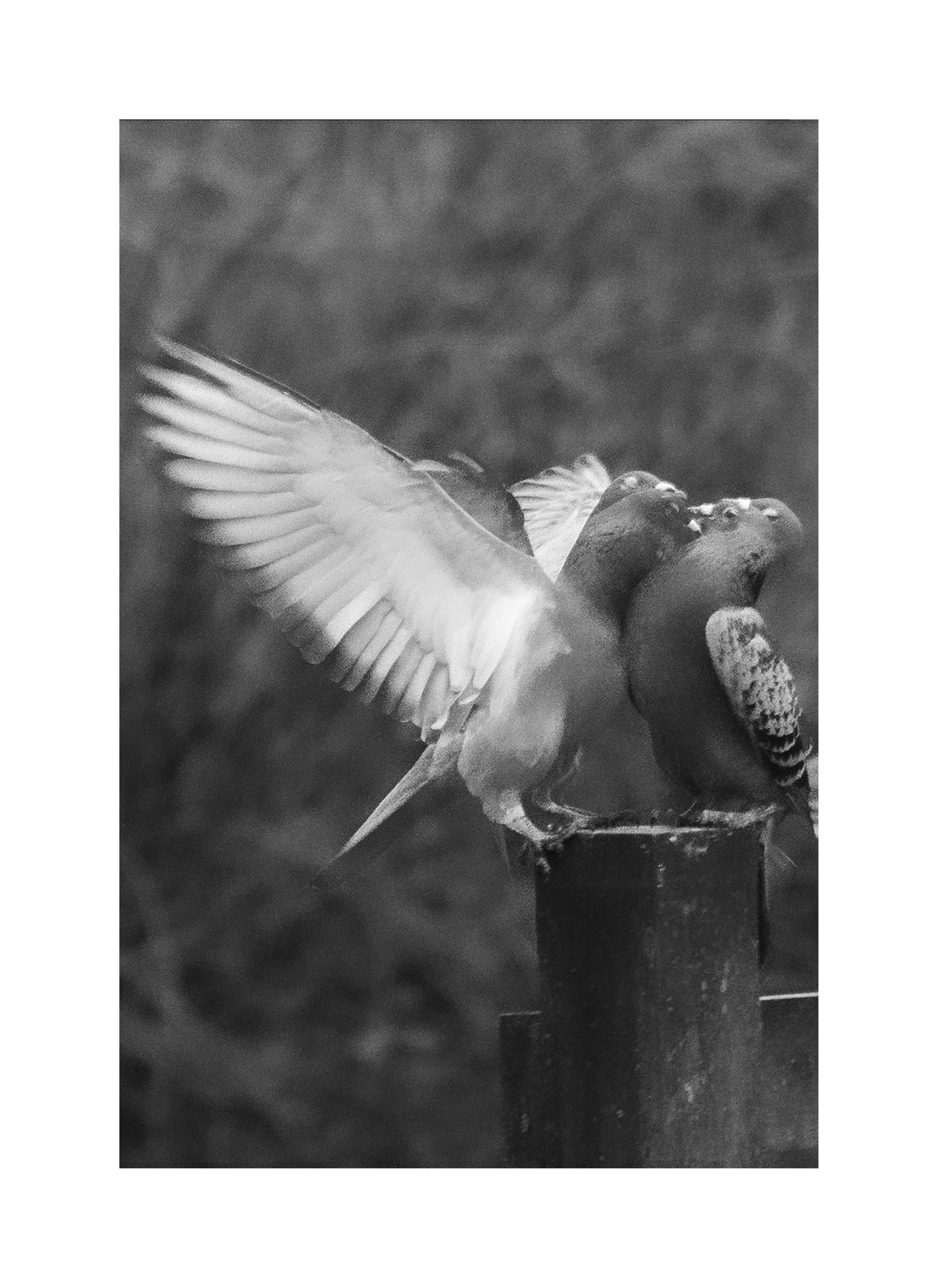 duplicate bird copy border.jpg