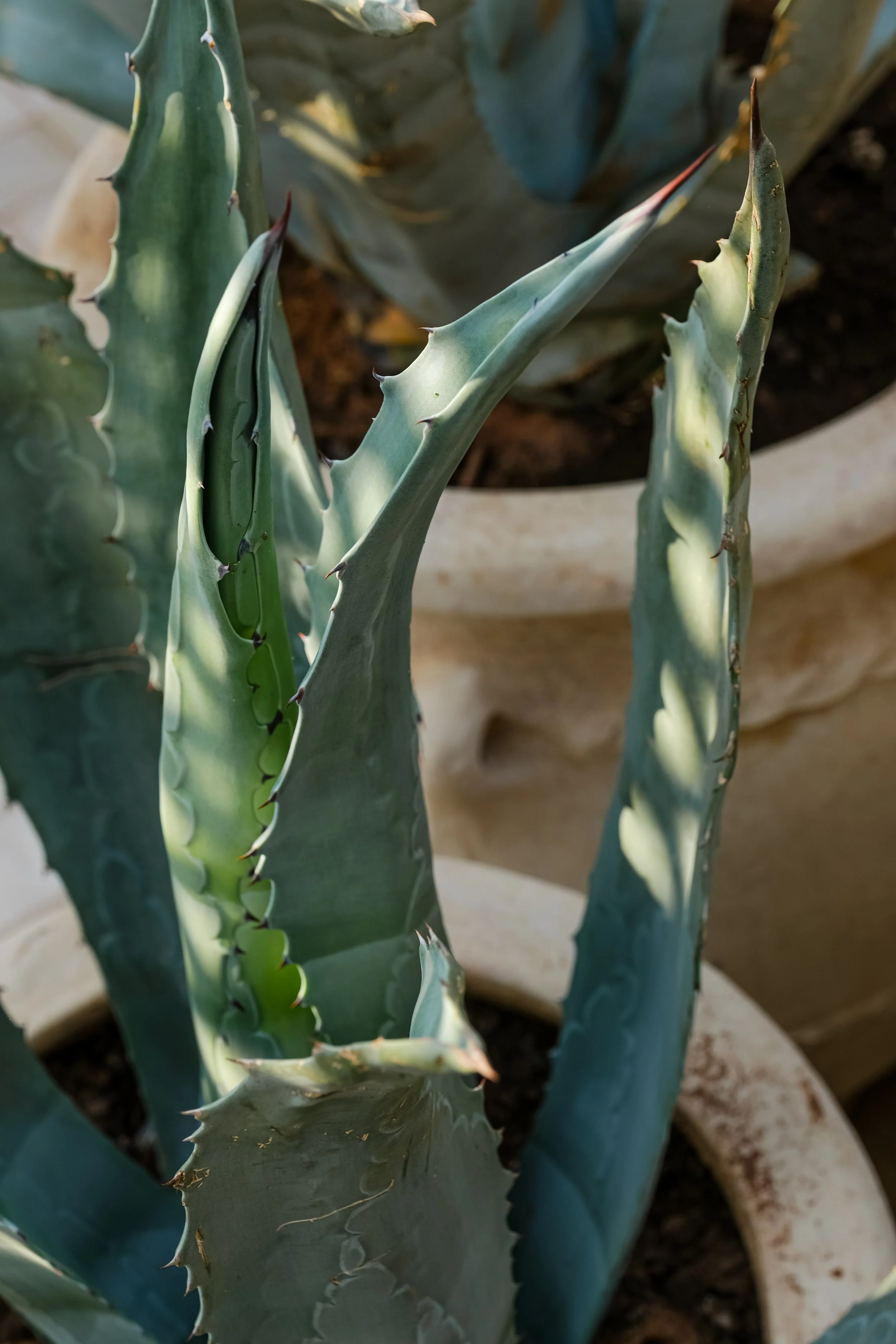 DSCF0273.jpg