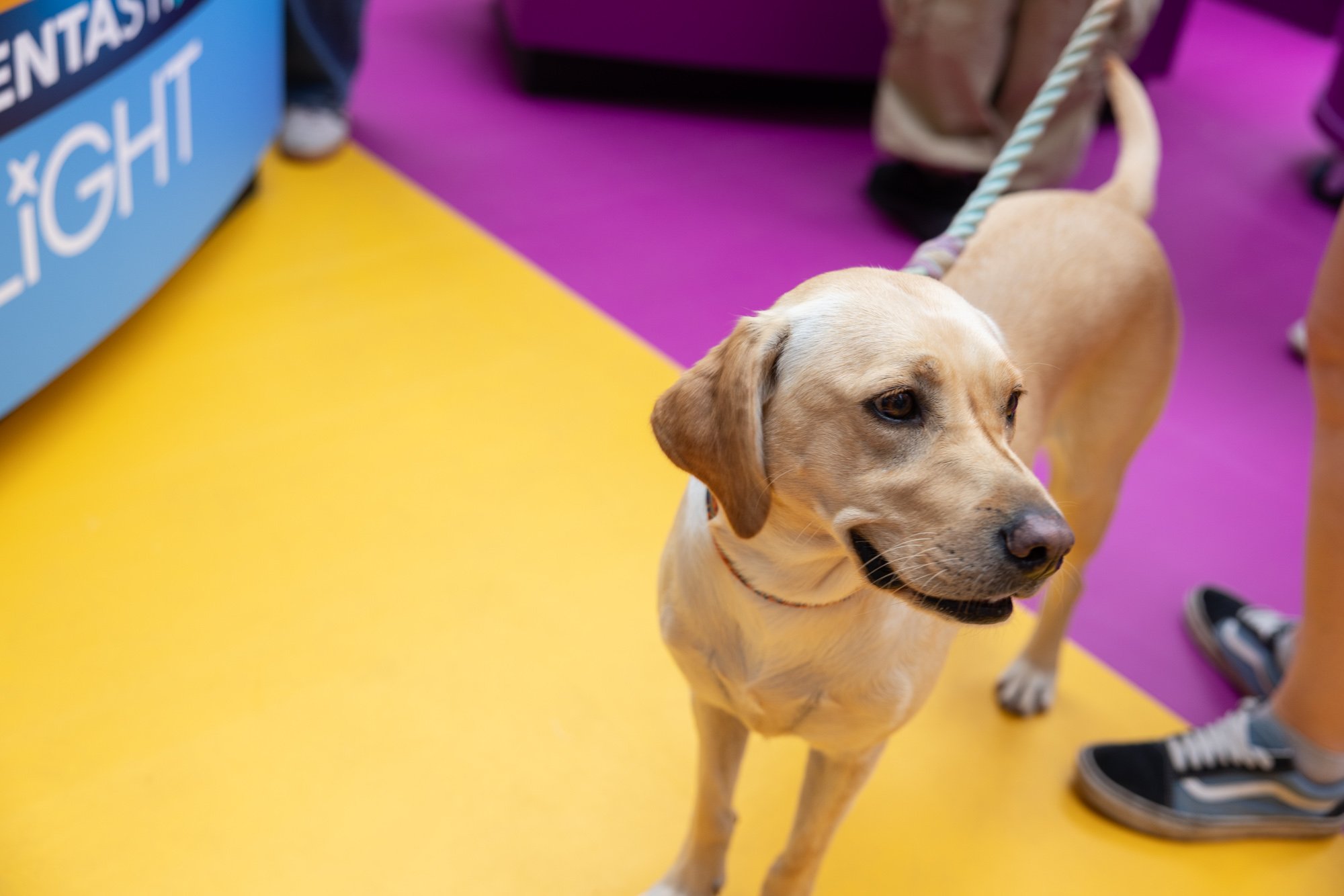 LR_London_Pet_Show_Live-160.jpg