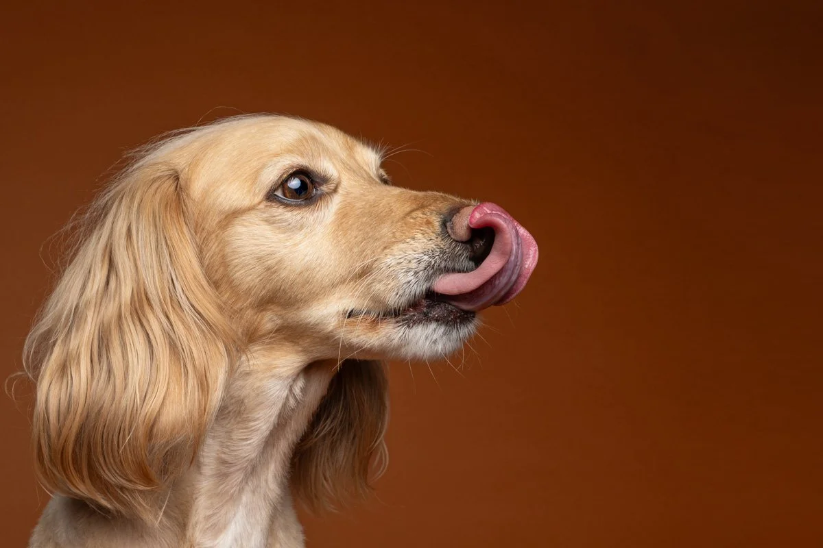 Bethanie-Young-PAK-DOG-PHOTOGRAPHER-OXFORDSHIRE A13.jpg