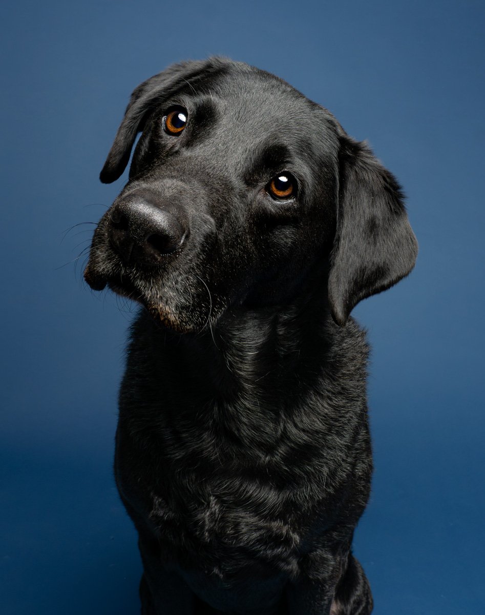 Bethanie-Young-PAK-DOG-PHOTOGRAPHER-OXFORDSHIRE A30.jpg