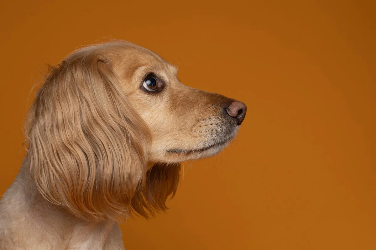 Bethanie-Young-PAK-DOG-PHOTOGRAPHER-OXFORDSHIRE A10.jpg