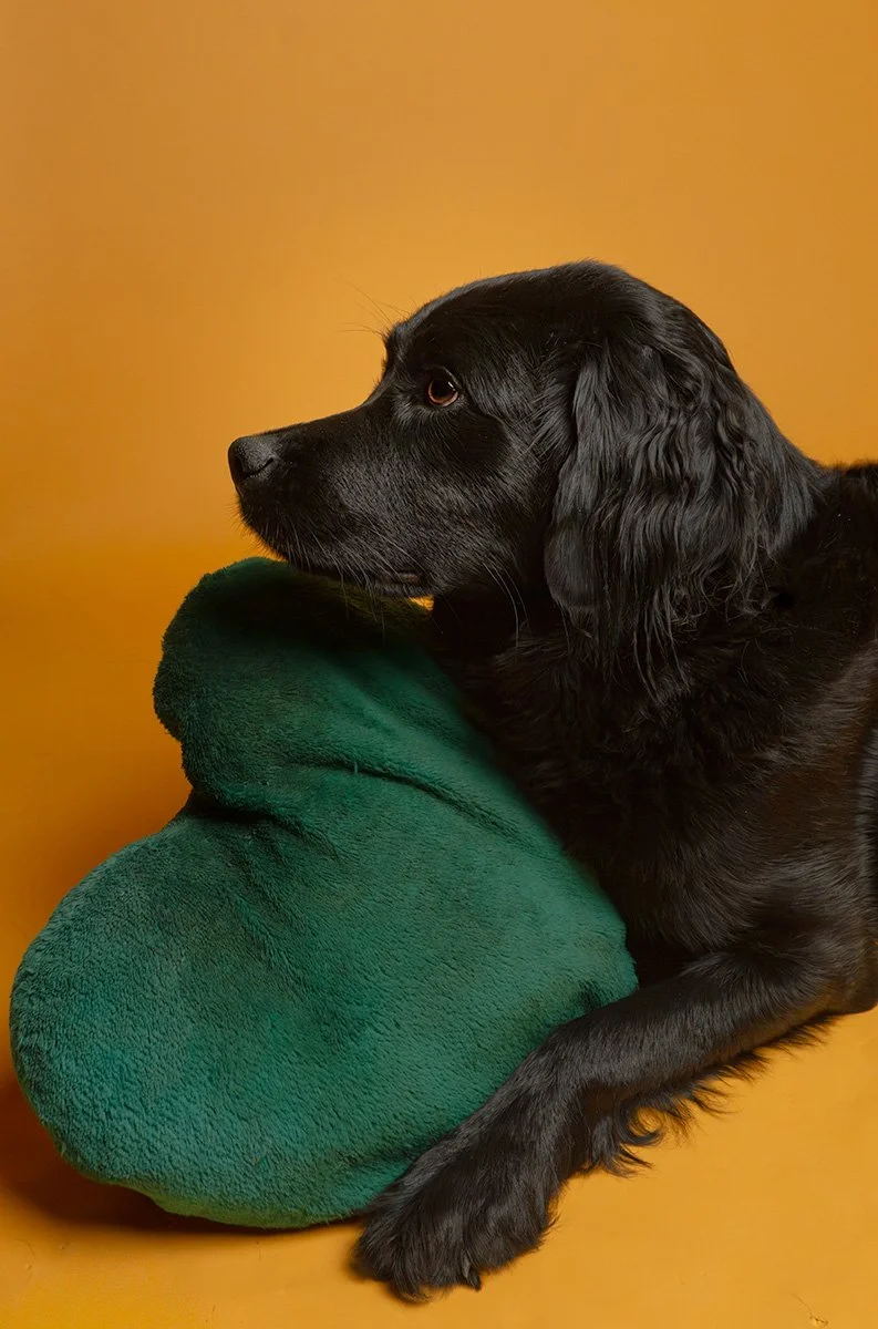 Dog photograph of retriever studio portrait yellow in oxfordshire