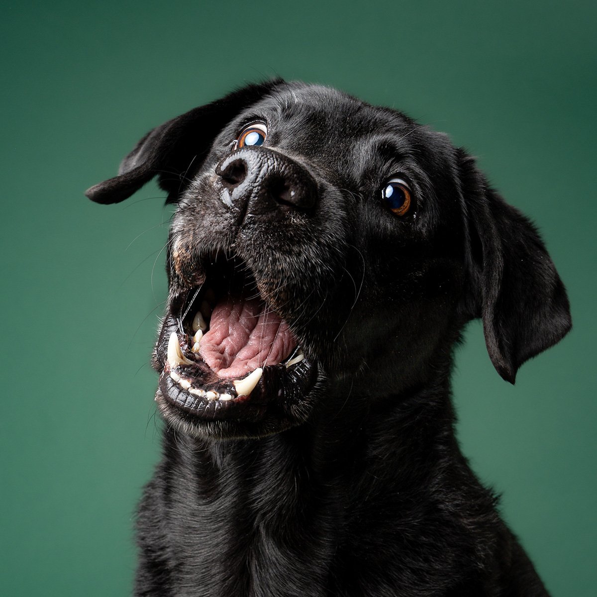 Dog photograph of labrador studio portrait green in oxfordshire