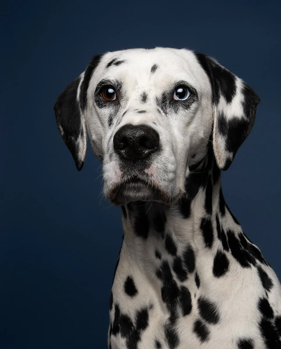 Dog photograph of Dalmatian studio portrait blue in oxfordshire