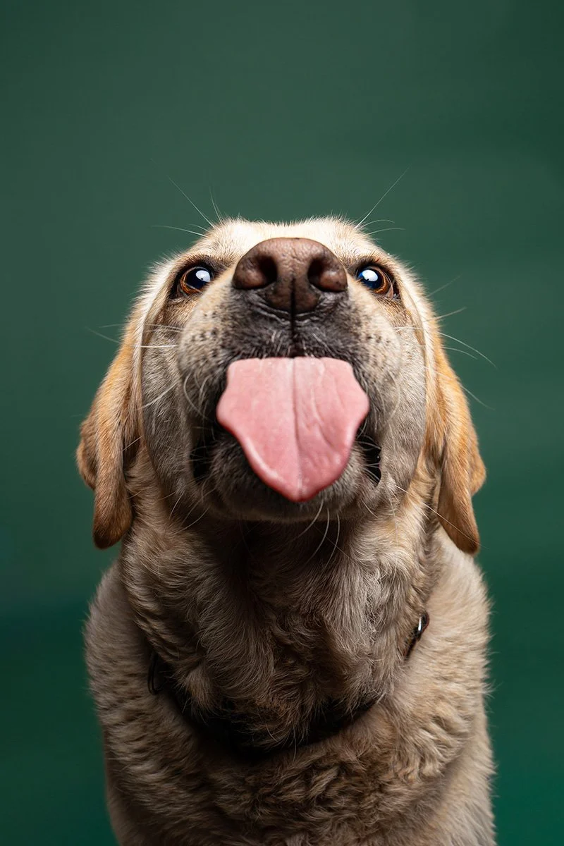 Bethanie-Young-PAK-DOG-PHOTOGRAPHER-OXFORDSHIRE A4.jpg
