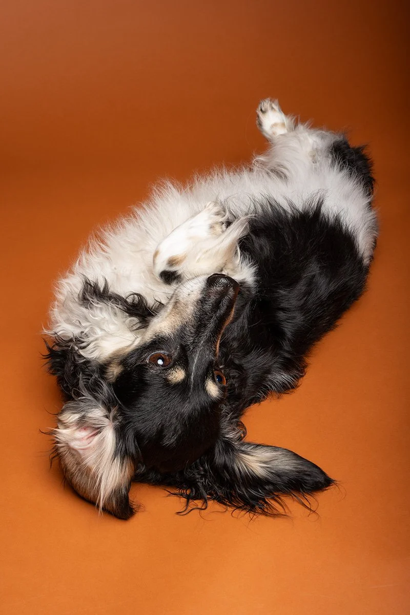 Bethanie-Young-PAK-DOG-PHOTOGRAPHER-OXFORDSHIRE A29.jpg