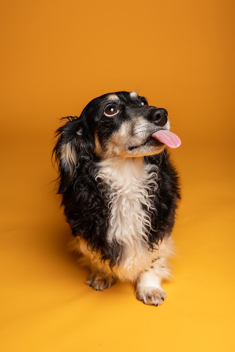 Bethanie-Young-PAK-DOG-PHOTOGRAPHER-OXFORDSHIRE A16.jpg