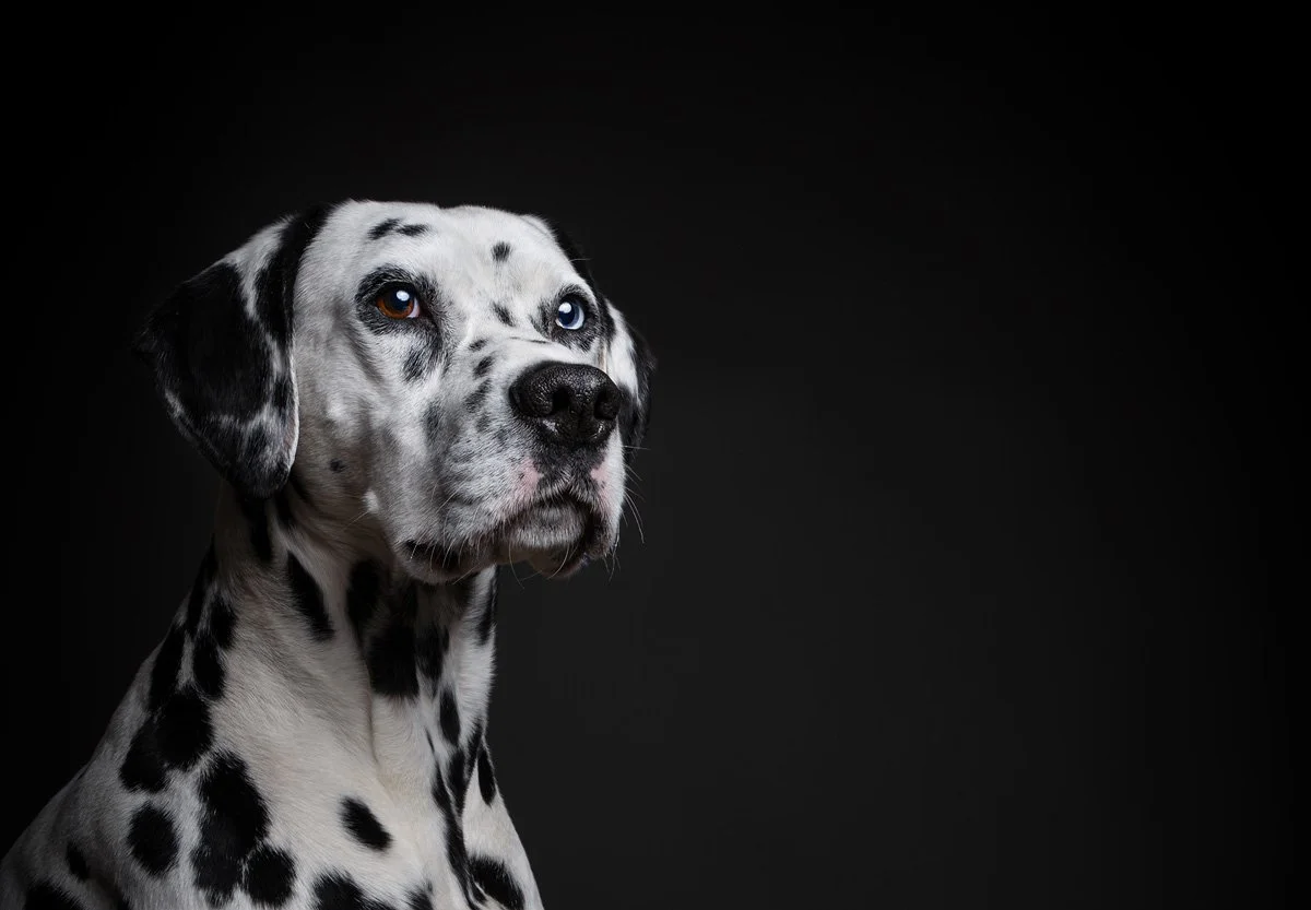 DSC00413-Bethanie-PAK-DOG-PHOTOGRAPHER-OXFORDSHIRE.jpg