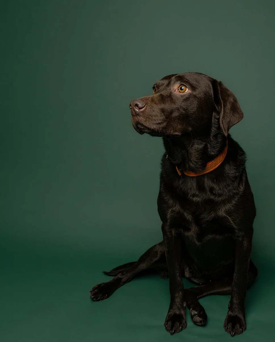 Bethanie-Young-PAK-DOG-PHOTOGRAPHER-OXFORDSHIRE A24.jpg