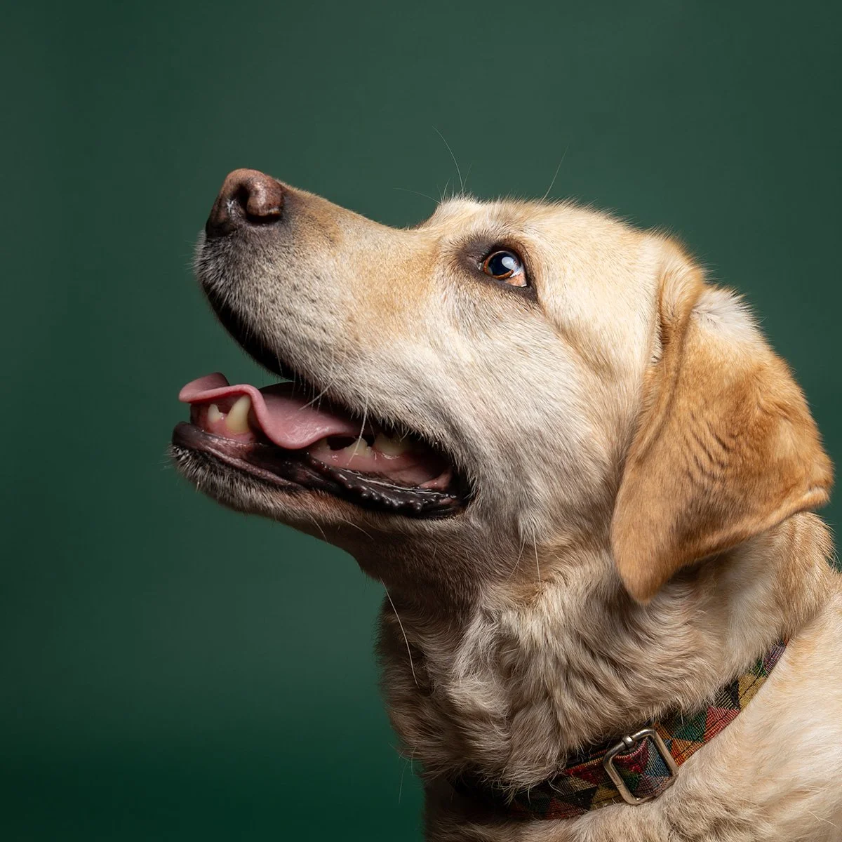 Dog photograph of labrador studio portrait green in oxfordshire
