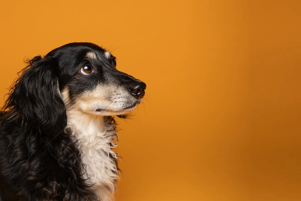 Bethanie-Young-PAK-DOG-PHOTOGRAPHER-OXFORDSHIRE A15.jpg