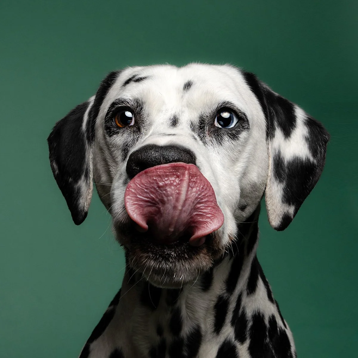 Bethanie-Young-PAK-DOG-PHOTOGRAPHER-OXFORDSHIRE A3.jpg