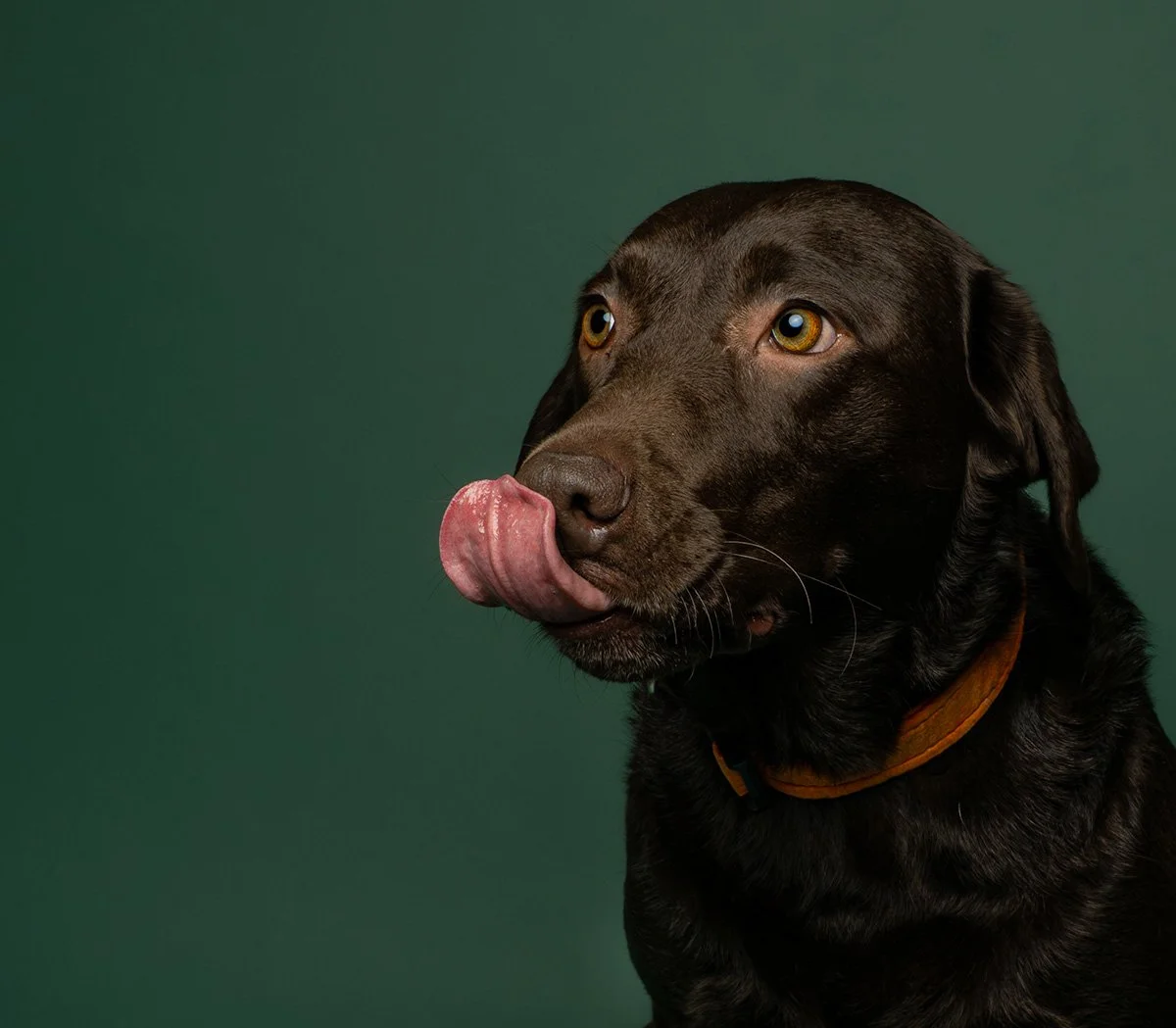 Bethanie-Young-PAK-DOG-PHOTOGRAPHER-OXFORDSHIRE A25.jpg