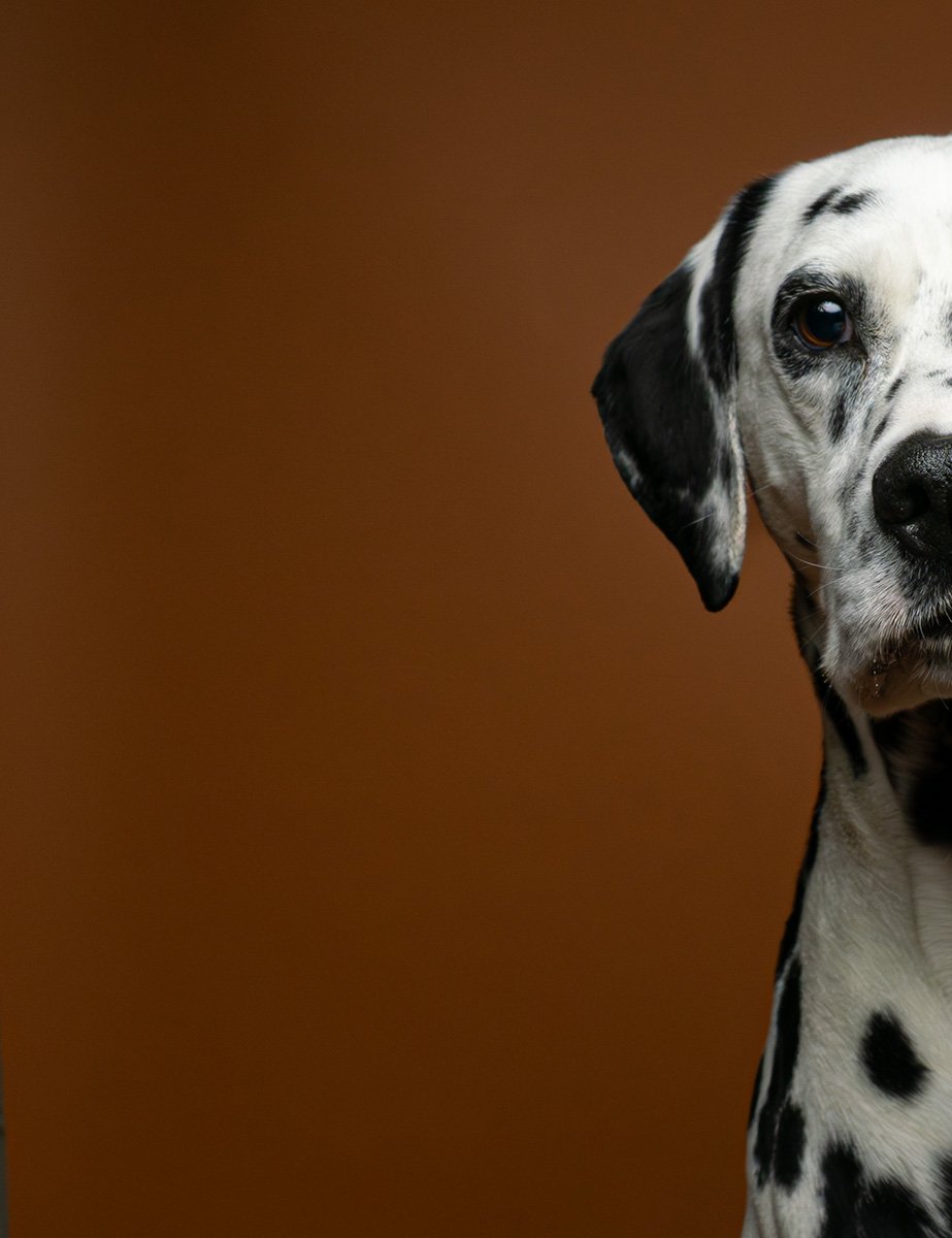 Bethanie-Young-PAK-DOG-PHOTOGRAPHER-OXFORDSHIRE A19.jpg