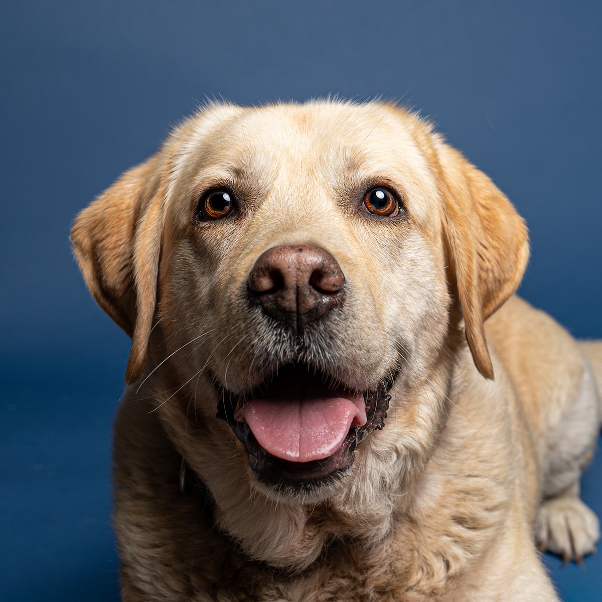 Bethanie-Young-PAK-DOG-PHOTOGRAPHER-OXFORDSHIRE A6.jpg