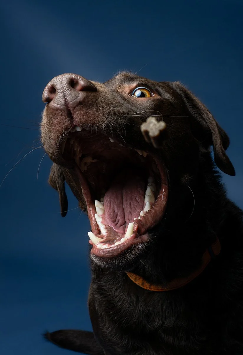 Dog photograph of labrador studio portrait blue in oxfordshire