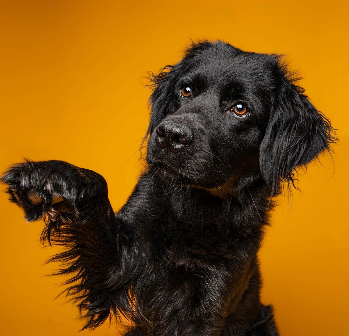 Dog photograph of retriever studio portrait yellow in oxfordshire
