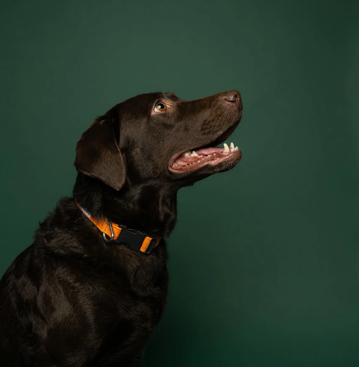 Bethanie-Young-PAK-DOG-PHOTOGRAPHER-OXFORDSHIRE A26.jpg
