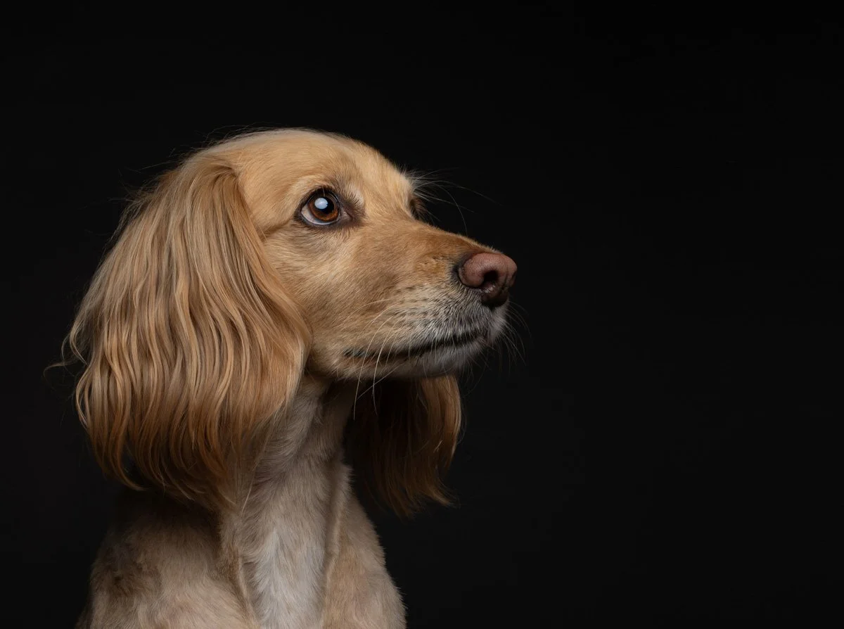 Dog photograph of Spaniel studio portrait black background in oxfordshire
