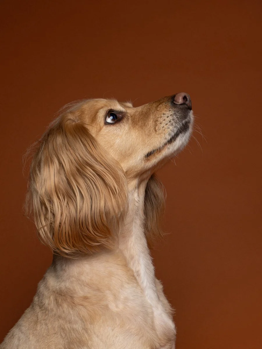 Bethanie-Young-PAK-DOG-PHOTOGRAPHER-OXFORDSHIRE A12.jpg