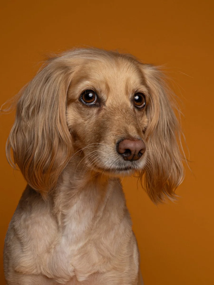 Dog photograph - Spaniel studio portrait brown in oxfordshire