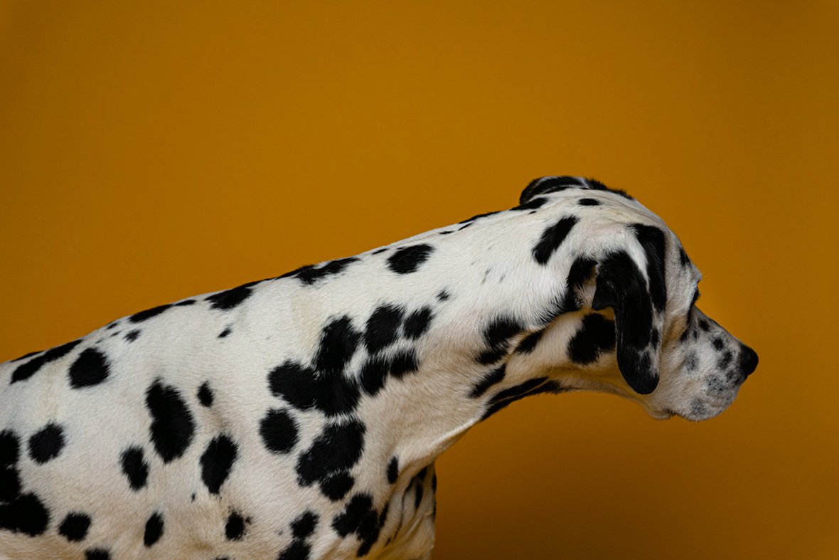 Bethanie-Young-PAK-DOG-PHOTOGRAPHER-OXFORDSHIRE A21.jpg