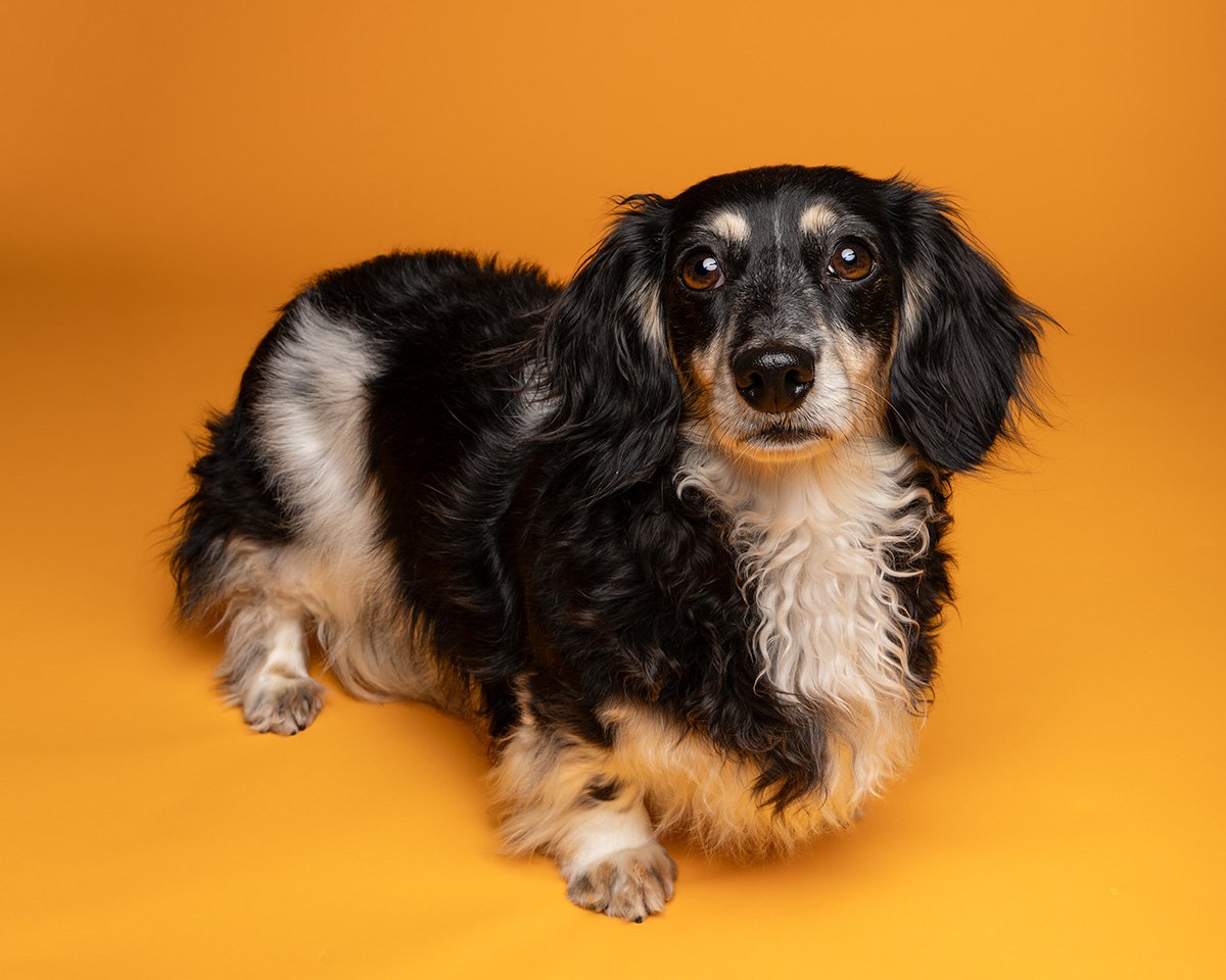 Bethanie-Young-PAK-DOG-PHOTOGRAPHER-OXFORDSHIRE A14.jpg