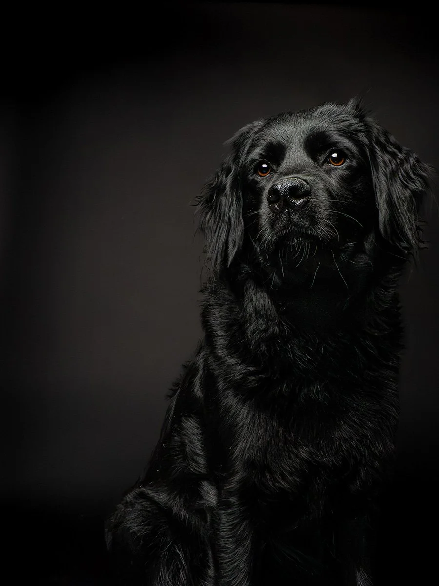 Dog photograph - studio portrait black in oxfordshire