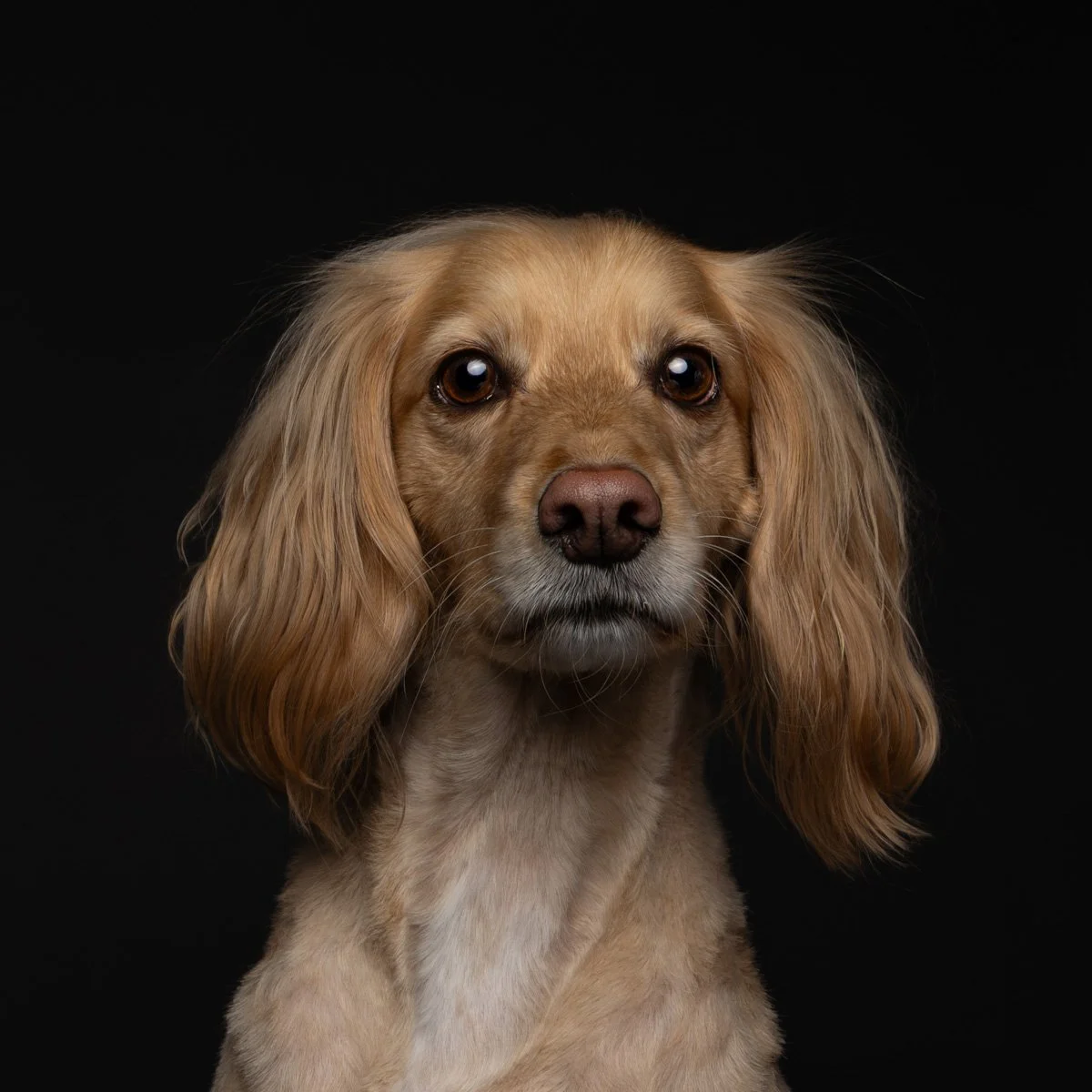 Bethanie-Young-PAK-DOG-PHOTOGRAPHER-OXFORDSHIRE A8.jpg