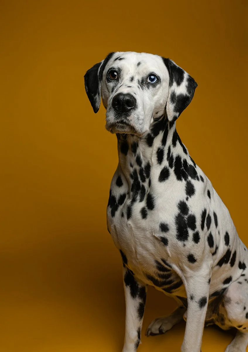 Bethanie-Young-PAK-DOG-PHOTOGRAPHER-OXFORDSHIRE A20.jpg