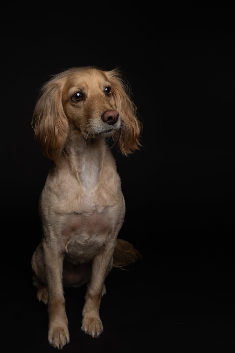 Bethanie-Young-PAK-DOG-PHOTOGRAPHER-OXFORDSHIRE A17.jpg