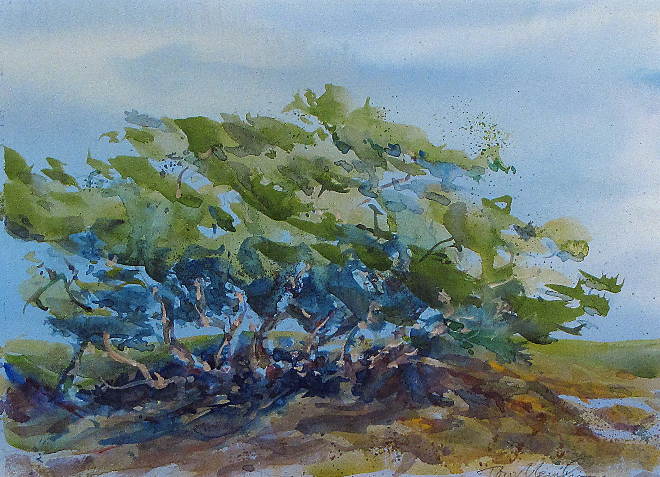  Sea Grape 
 Watercolor by Tom Menihan  
15” X 11”  
Availability: Sold   