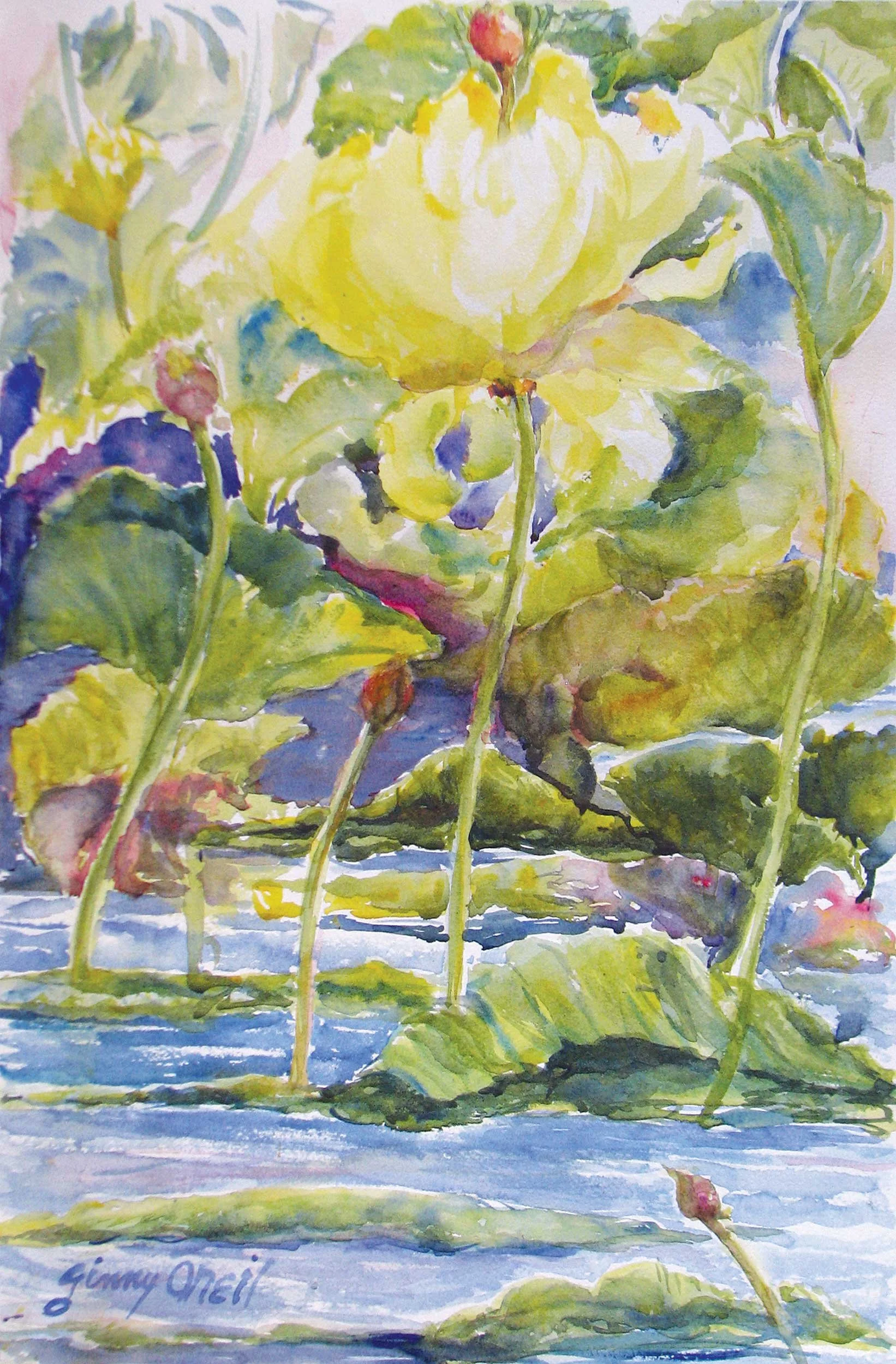   Pond Lilly 
 Watercolor by Ginny ONeil  
15” X 22”  
Availability: Sold. Some Giclées Available   