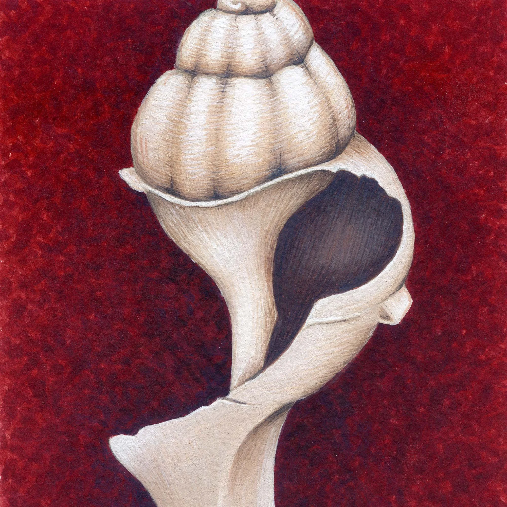 Spiral Shell.jpg
