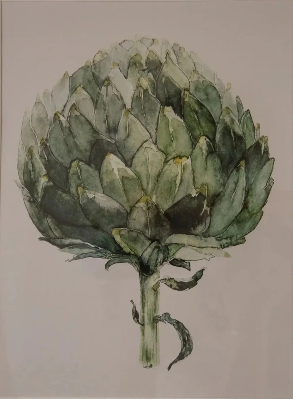 Illustration botanique d'un artichaut à l'aquarelle.