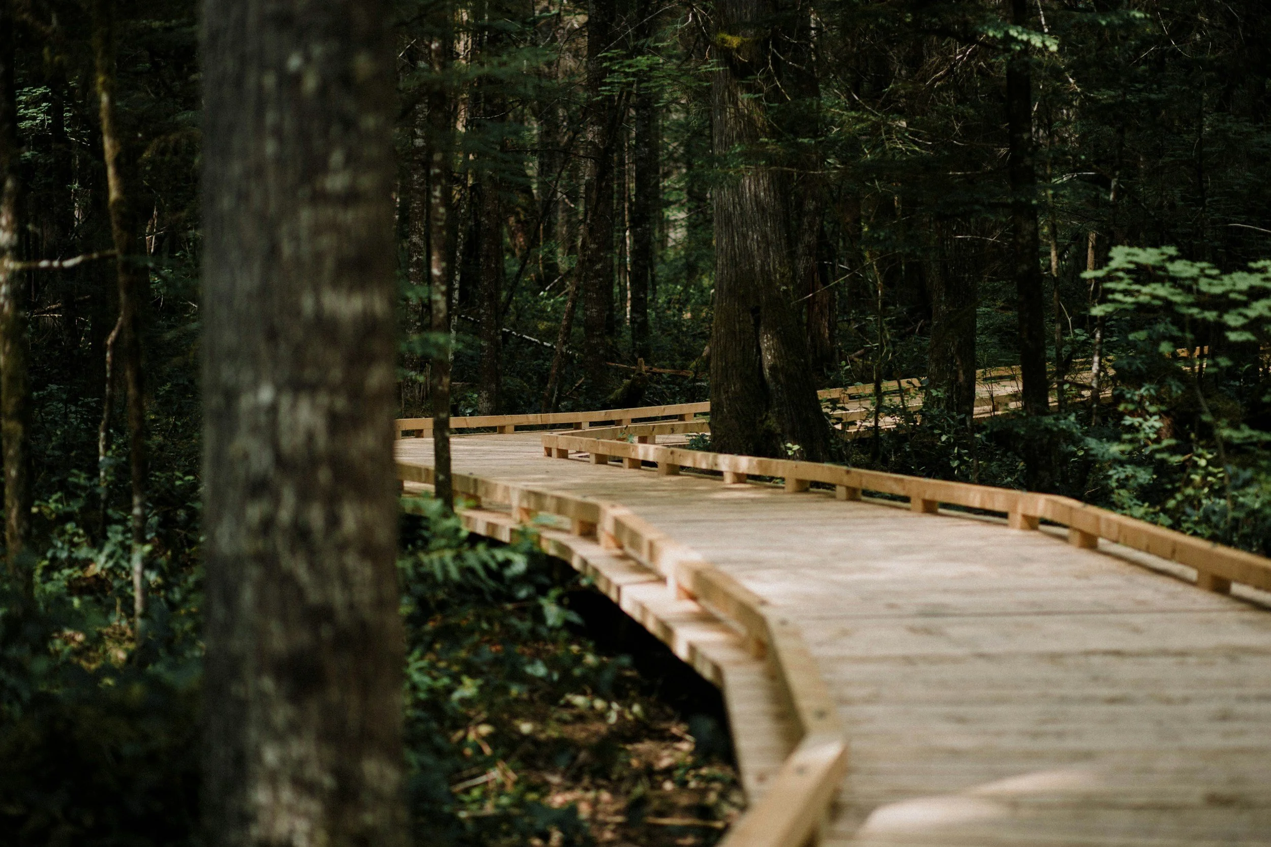 Wooden pathway winding through a dense forest with tall trees and green foliage.